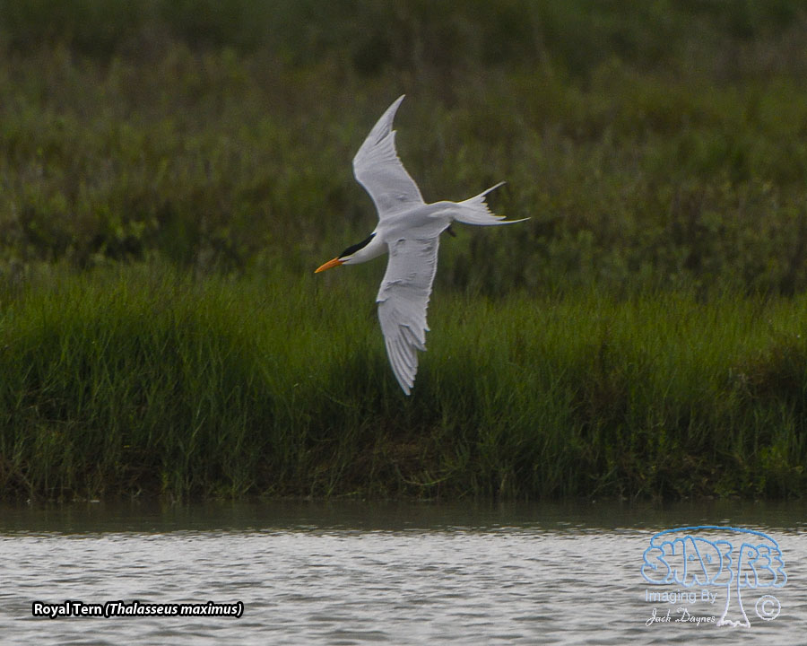 Royal Tern - Thalasseus maximus