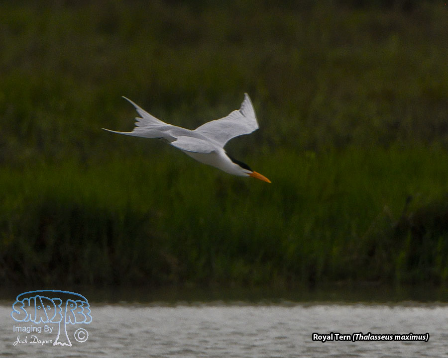 Royal Tern - Thalasseus maximus