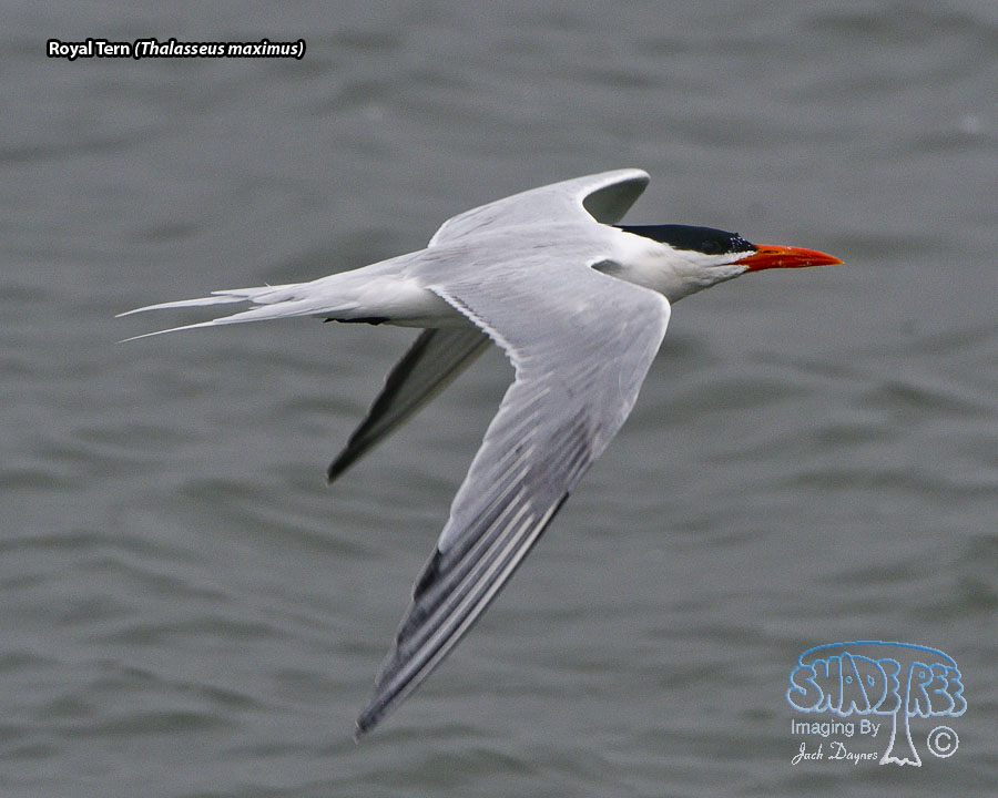Royal Tern - Thalasseus maximus