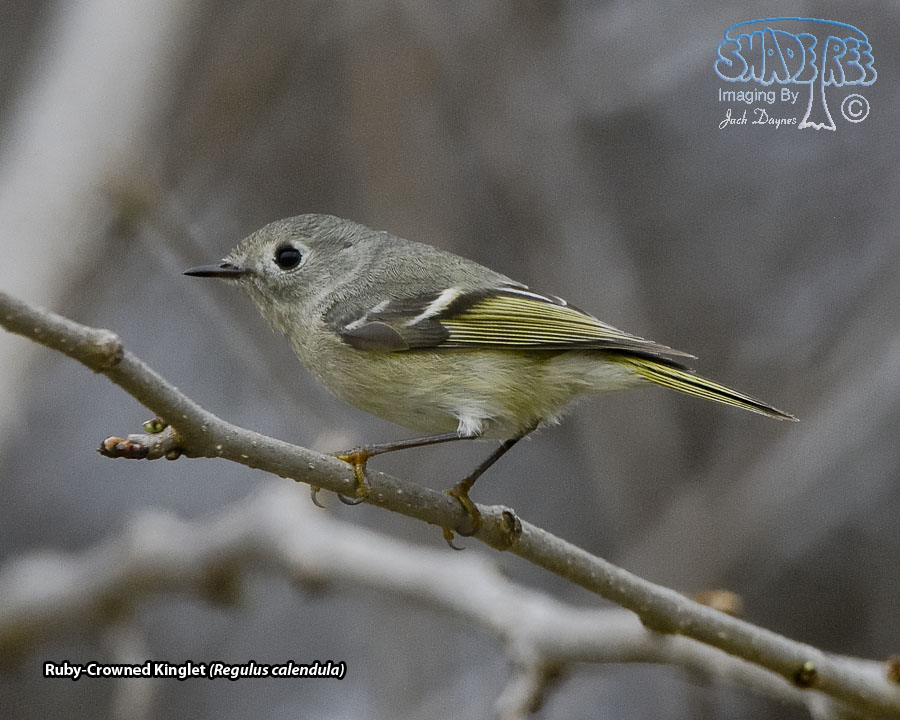 Ruby-Crowned Kinglet - Regulus calendula