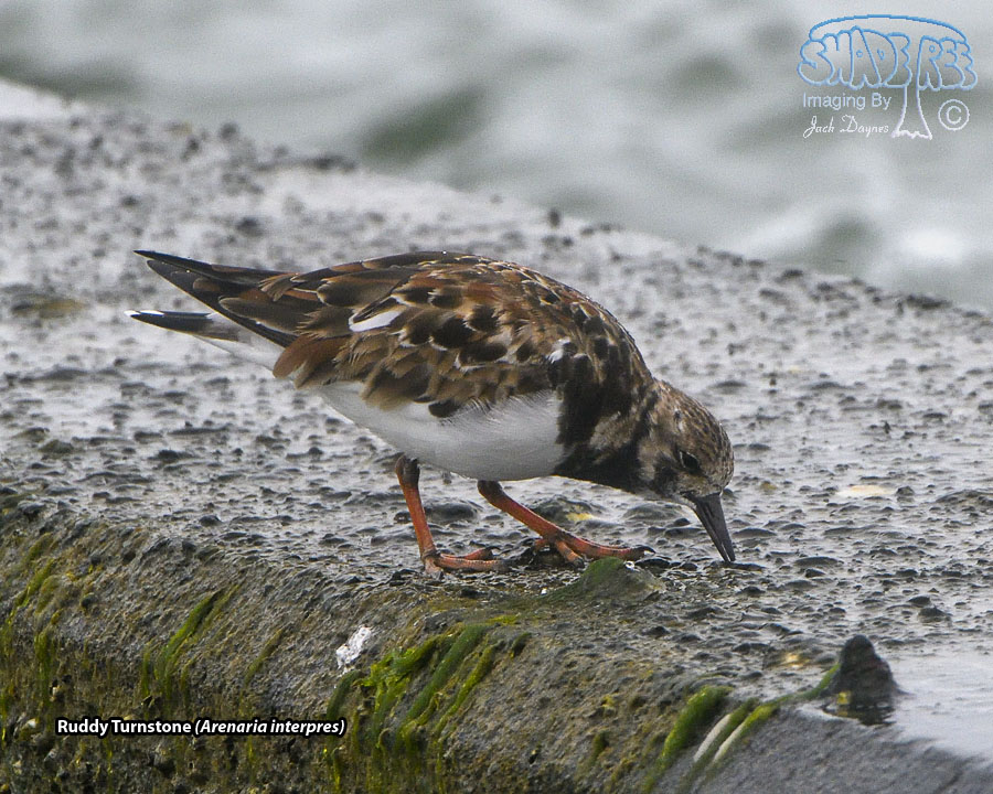 Ruddy Turnstone - Arenaria interpres