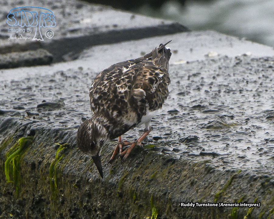 Ruddy Turnstone - Arenaria interpres