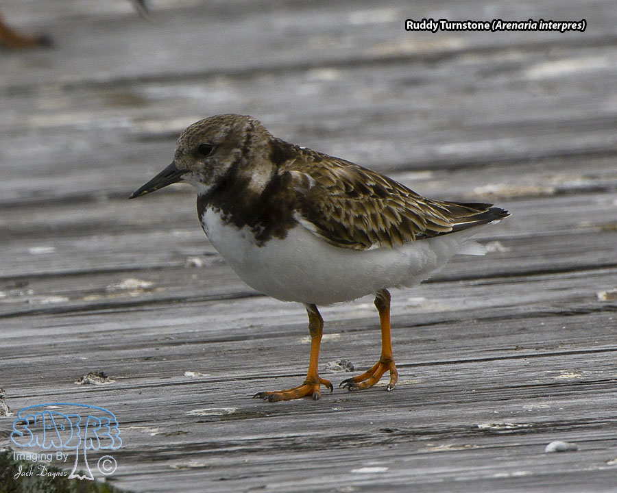Ruddy Turnstone - Arenaria interpres