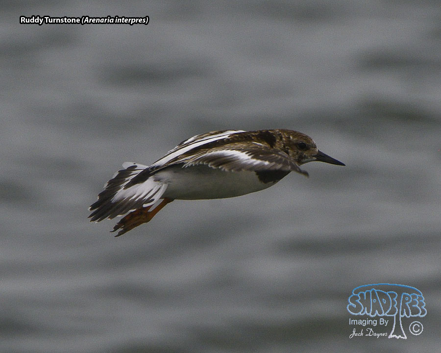 Ruddy Turnstone - Arenaria interpres