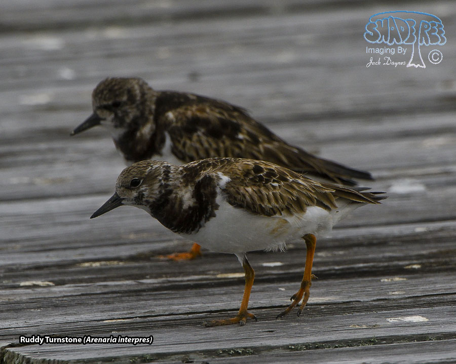 Ruddy Turnstone - Arenaria interpres