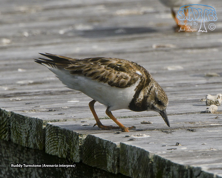 Ruddy Turnstone - Arenaria interpres