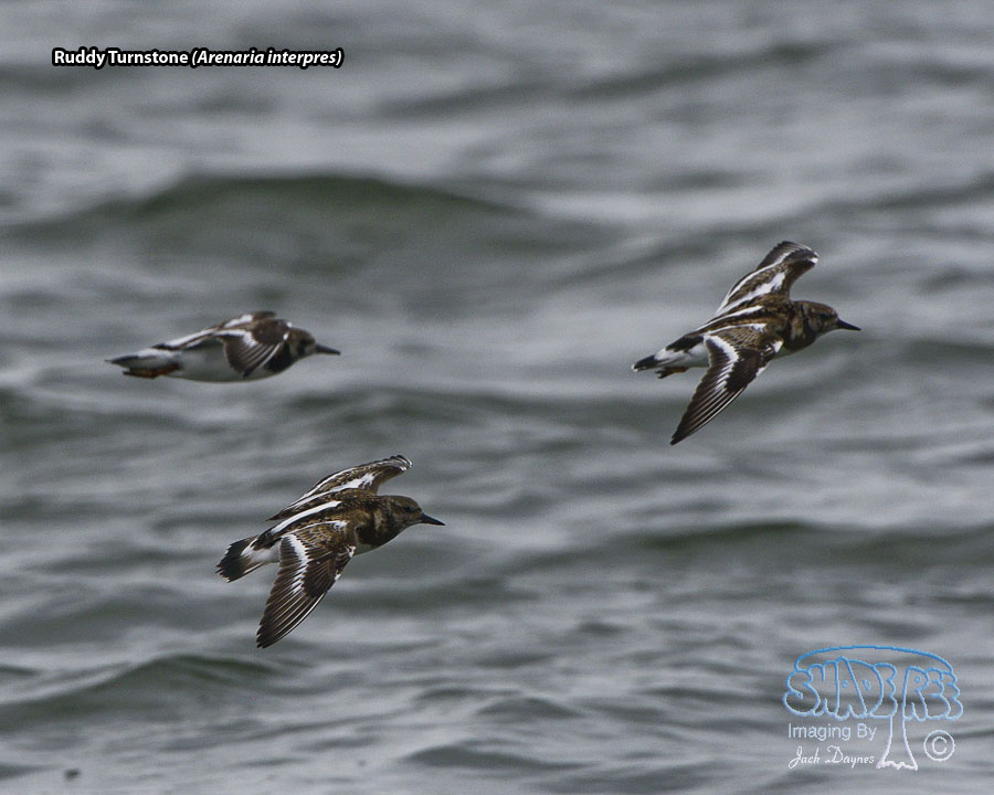 Ruddy Turnstone - Arenaria interpres