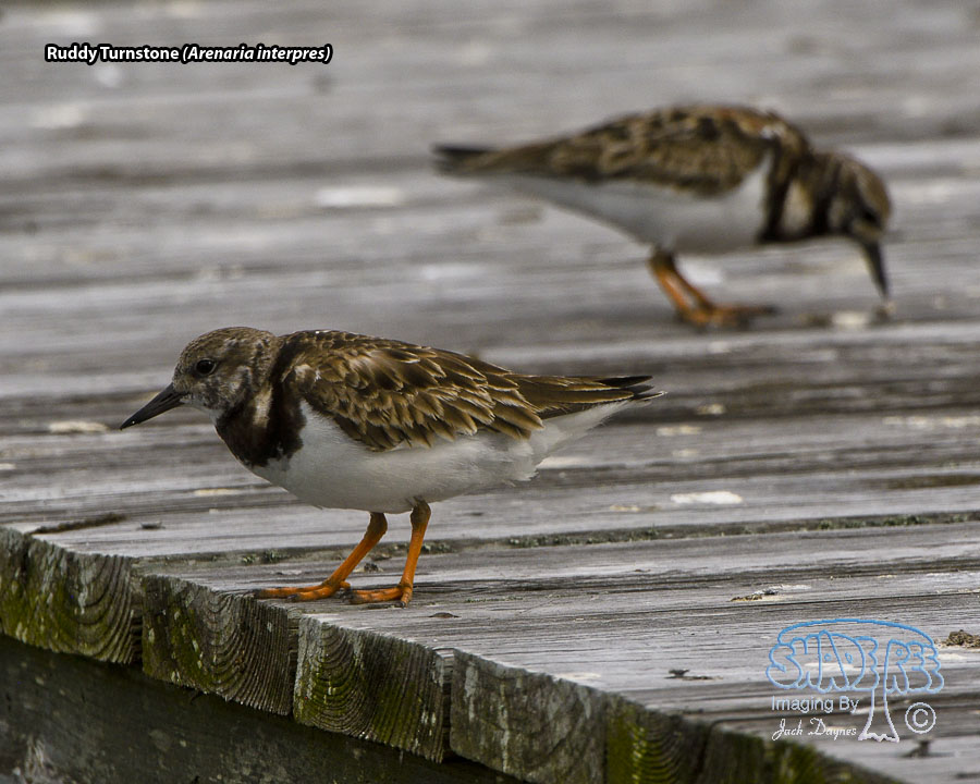 Ruddy Turnstone - Arenaria interpres