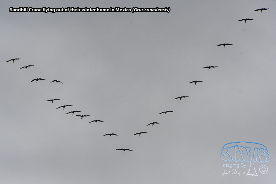 Sandhill Crane - Antigone canadensis