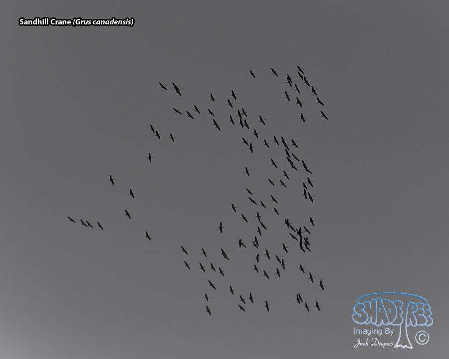 Sandhill Crane - Antigone canadensis