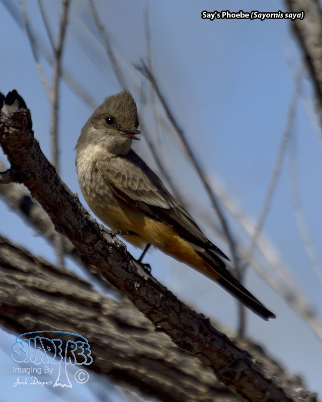 Say's Phoebe - Sayornis saya