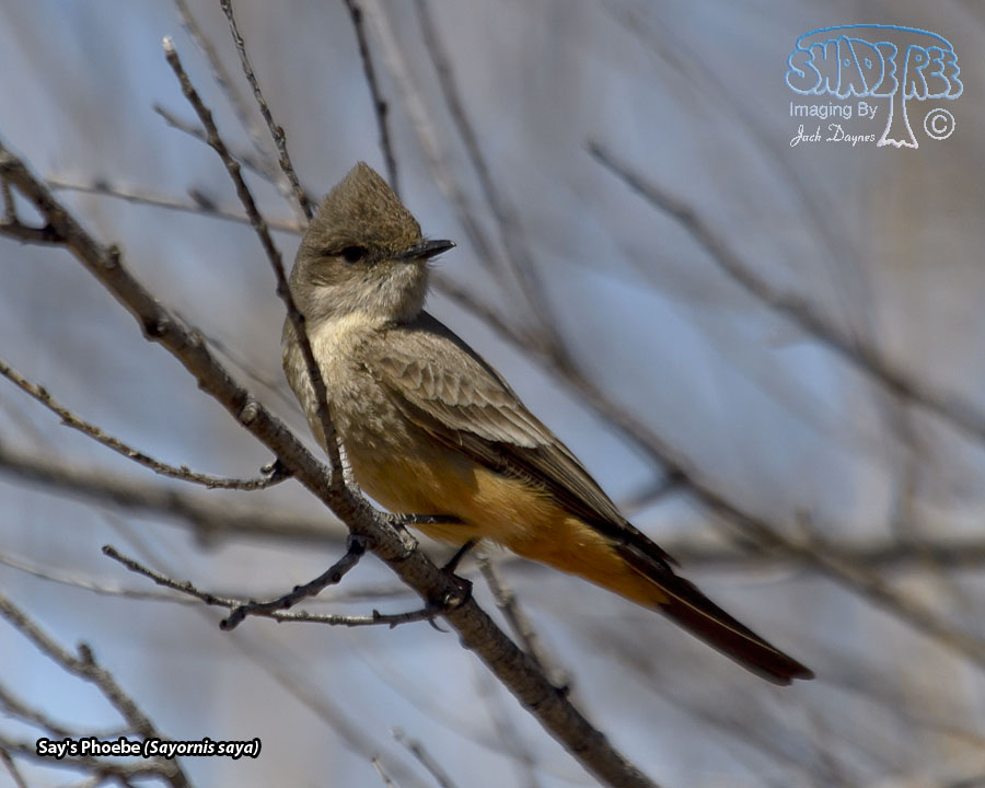 Say's Phoebe - Sayornis saya