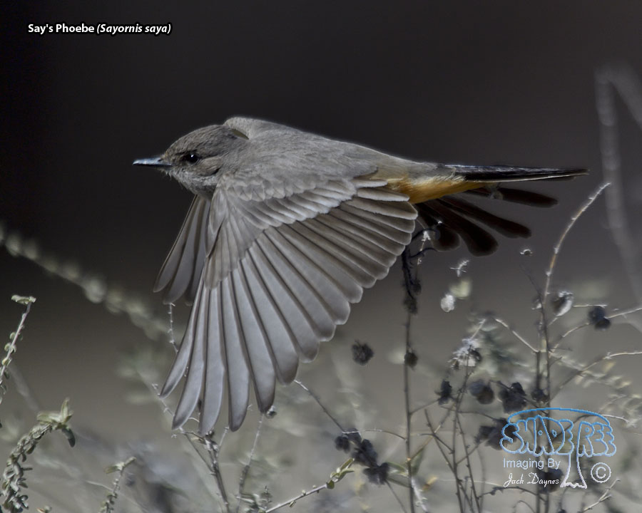 Say's Phoebe - Sayornis saya