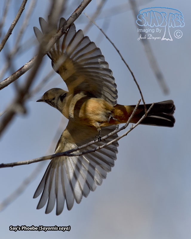 Say's Phoebe - Sayornis saya