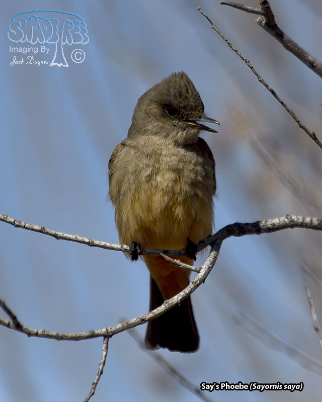 Say's Phoebe - Sayornis saya