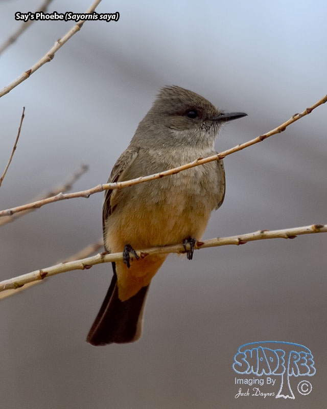 Say's Phoebe - Sayornis saya