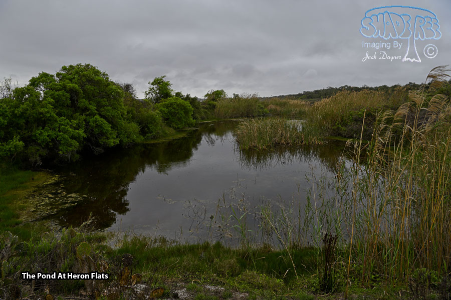 The Pond At Heron Flats - Scenery