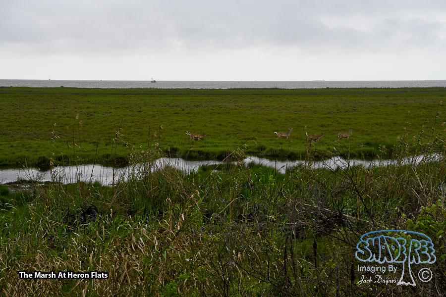 The Marsh At Heron Flats - Scenery