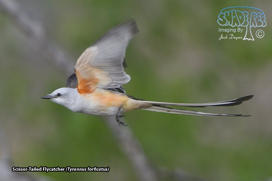 Scissor-Tailed Flycatcher - Tyrannus forficatus