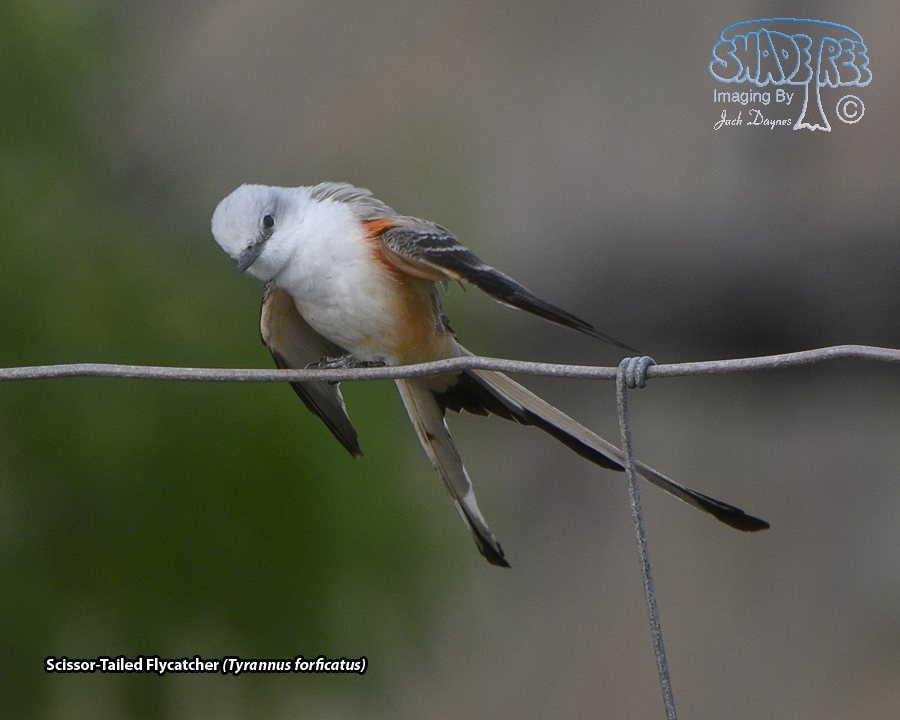 Scissor-Tailed Flycatcher - Tyrannus forficatus