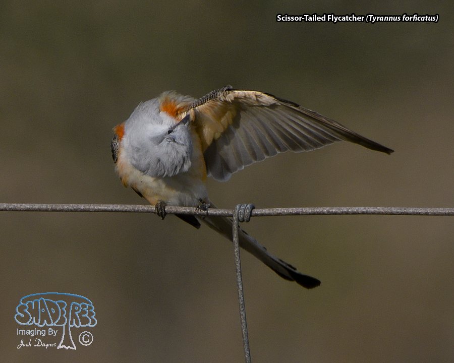 Scissor-Tailed Flycatcher - Tyrannus forficatus