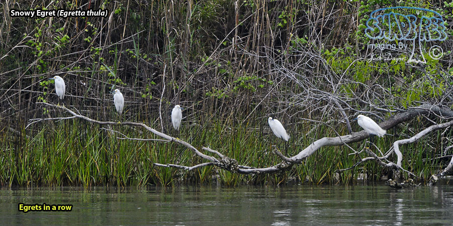 Snowy Egret - Egretta thula