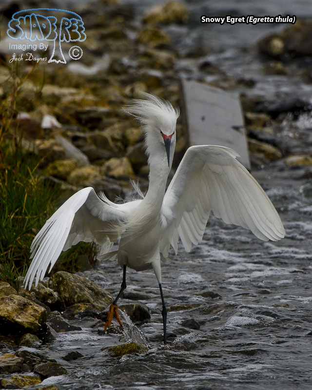 Snowy Egret - Egretta thula