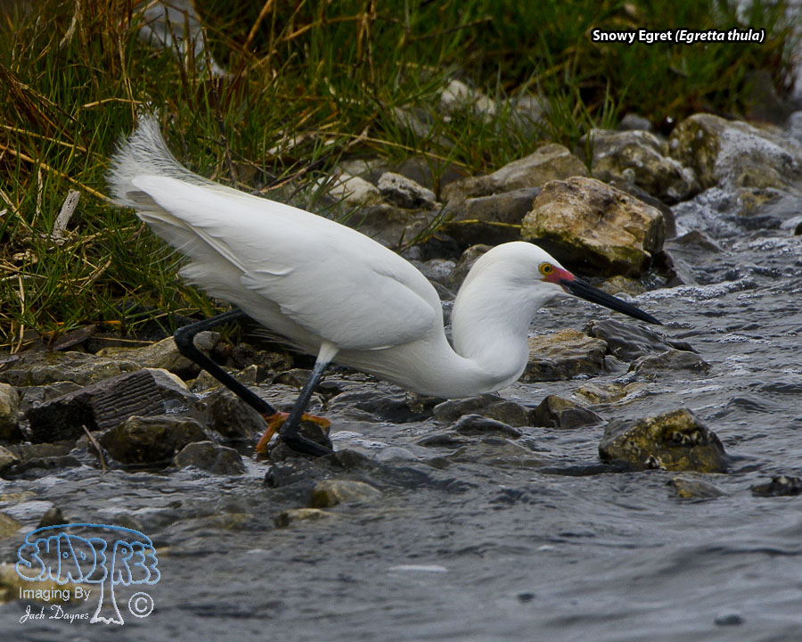Snowy Egret - Egretta thula