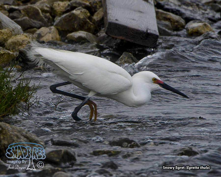 Snowy Egret - Egretta thula