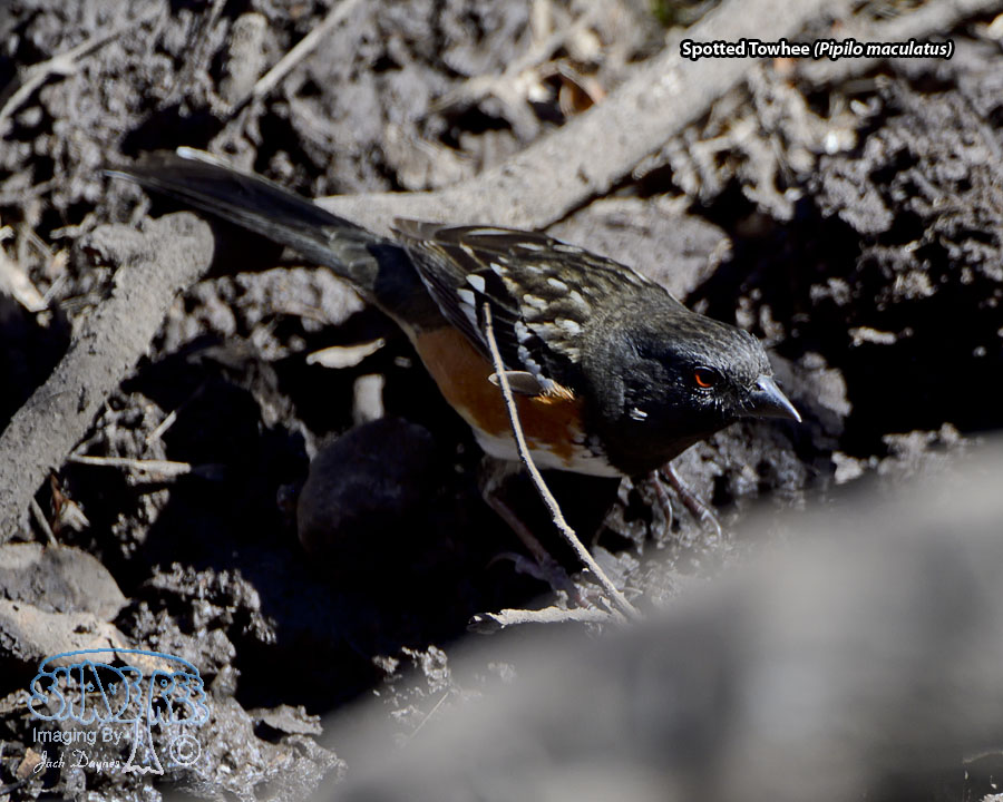 Spotted Towhee - Pipilo maculatus