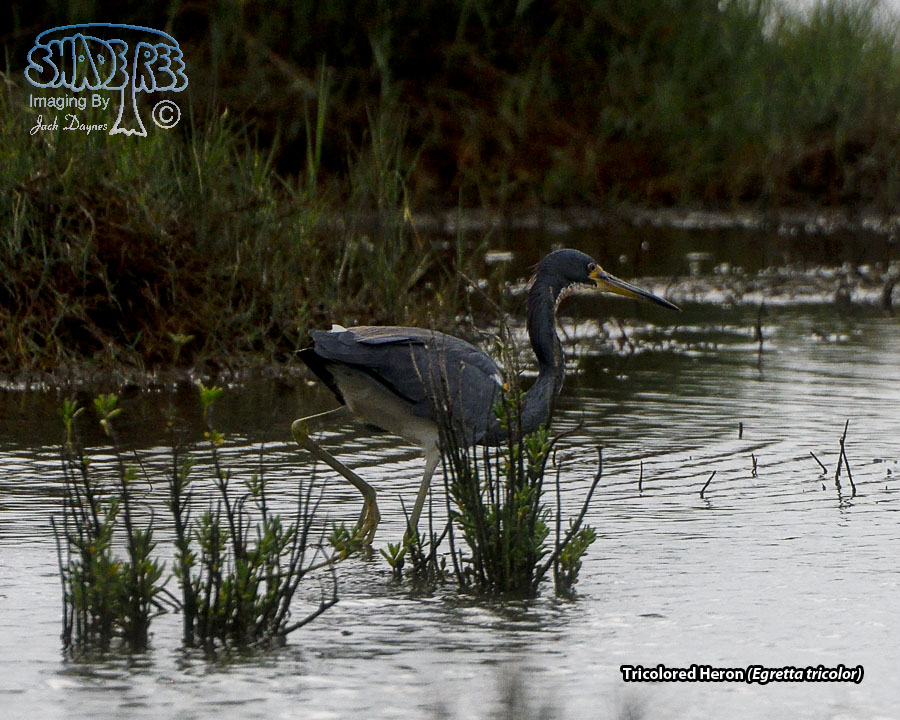 Tricolored Heron - Egretta tricolor