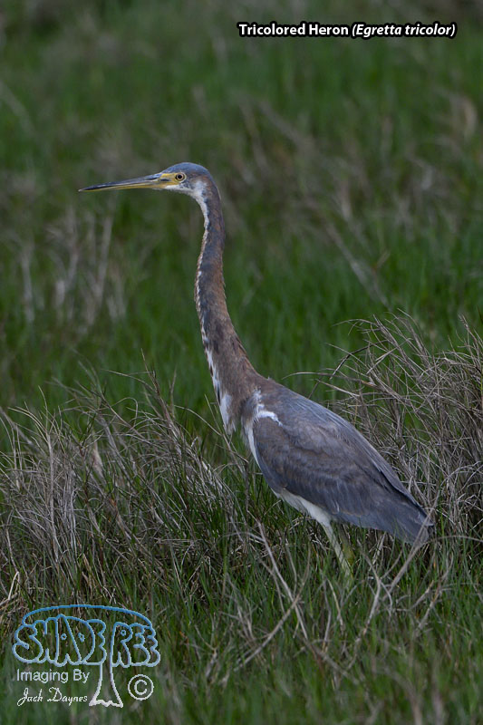 Tricolored Heron - Egretta tricolor