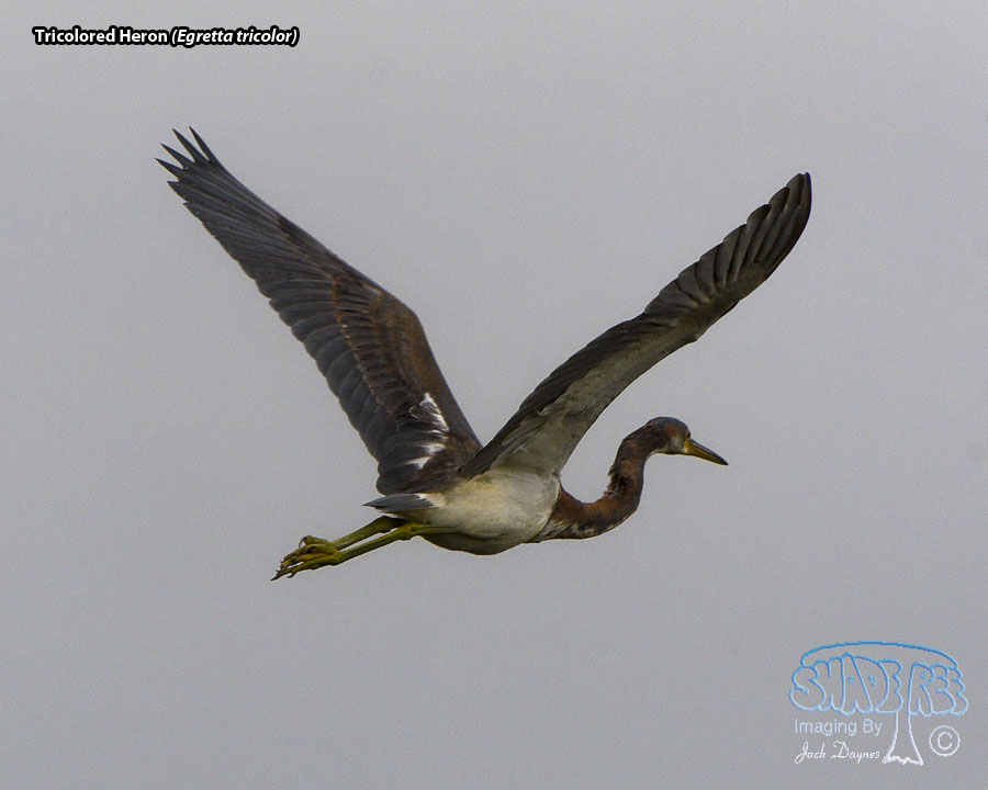 Tricolored Heron - Egretta tricolor