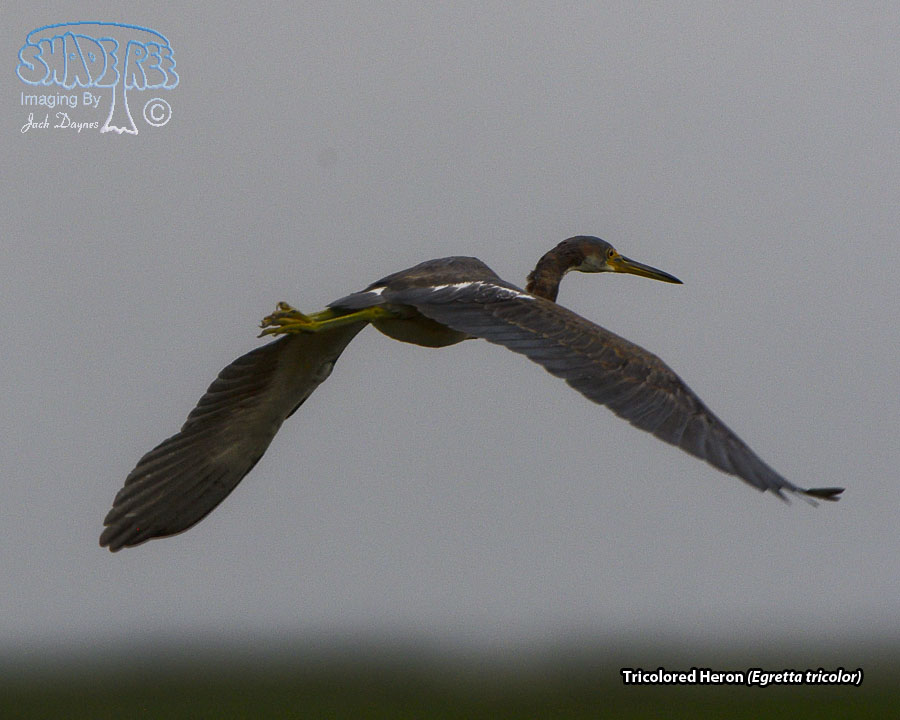 Tricolored Heron - Egretta tricolor