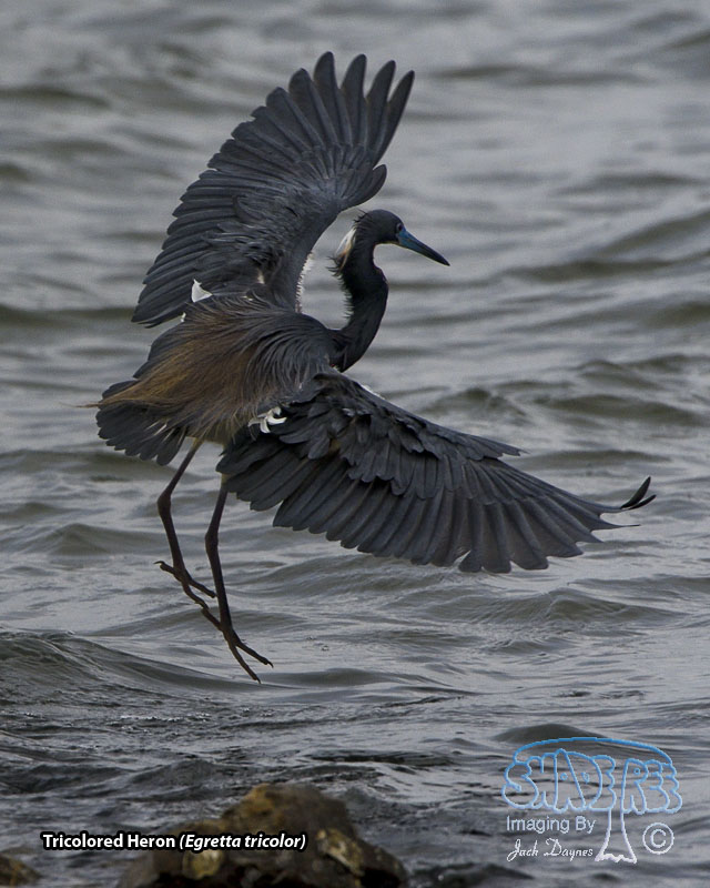 Tricolored Heron - Egretta tricolor