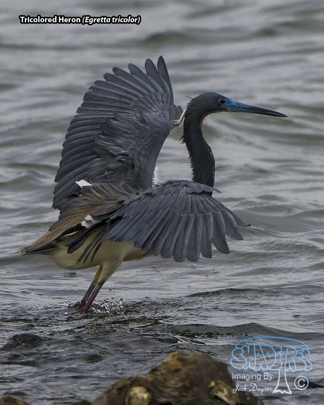 Tricolored Heron - Egretta tricolor