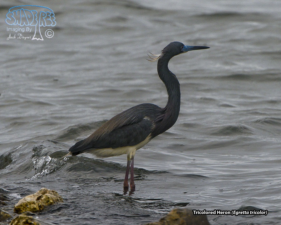 Tricolored Heron - Egretta tricolor