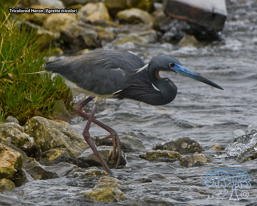 Tricolored Heron - Egretta tricolor