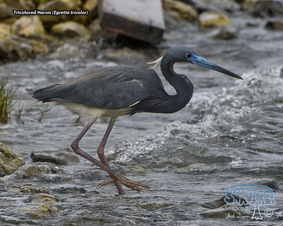 Tricolored Heron - Egretta tricolor