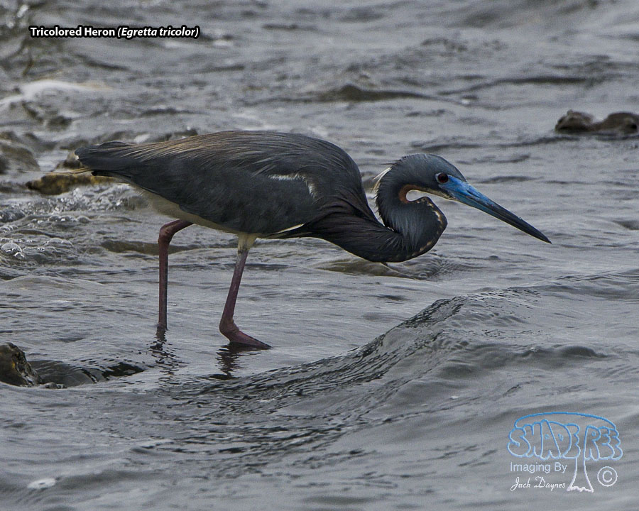 Tricolored Heron - Egretta tricolor