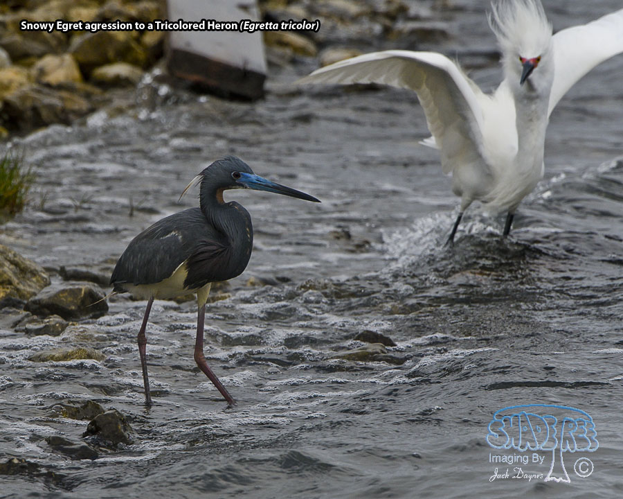 Tricolored Heron - Egretta tricolor