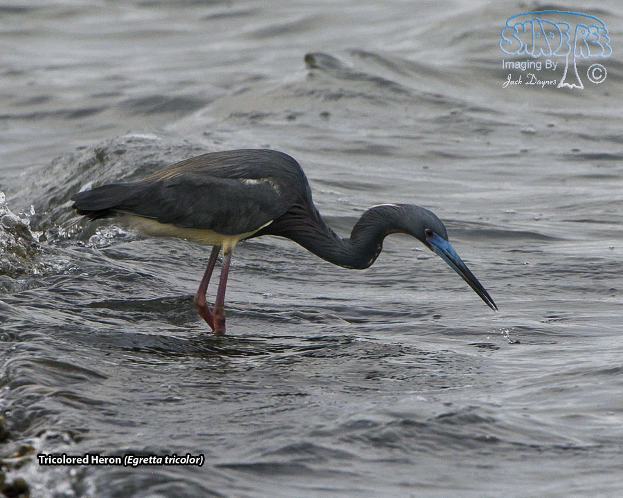 Tricolored Heron - Egretta tricolor