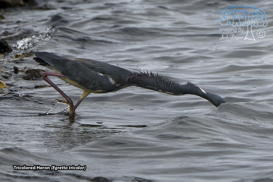 Tricolored Heron - Egretta tricolor