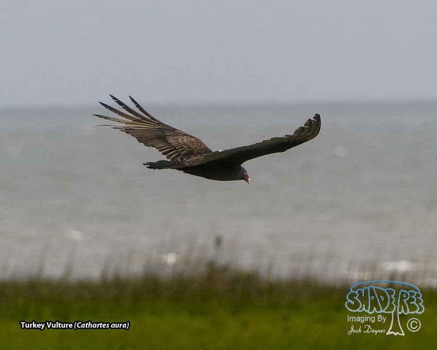 Turkey Vulture - Cathartes aura