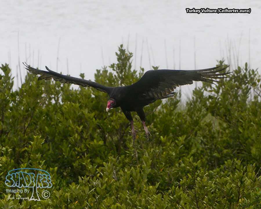 Turkey Vulture - Cathartes aura