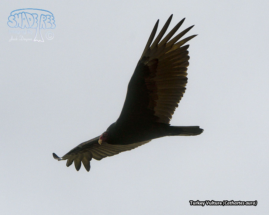Turkey Vulture - Cathartes aura