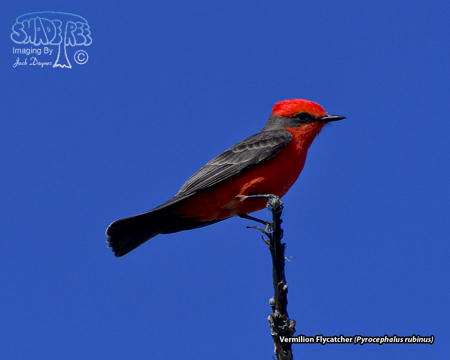 Vermilion Flycatcher - Pyrocephalus rubinus