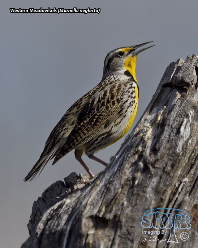 Western Meadowlark - Sturnella neglecta