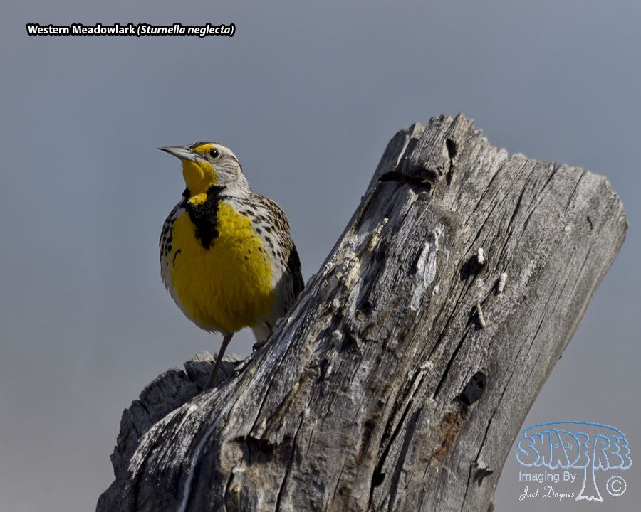 Western Meadowlark - Sturnella neglecta