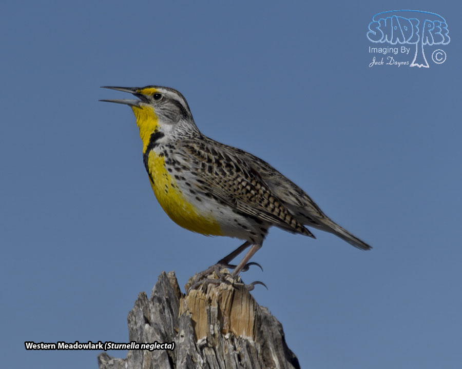 Western Meadowlark - Sturnella neglecta